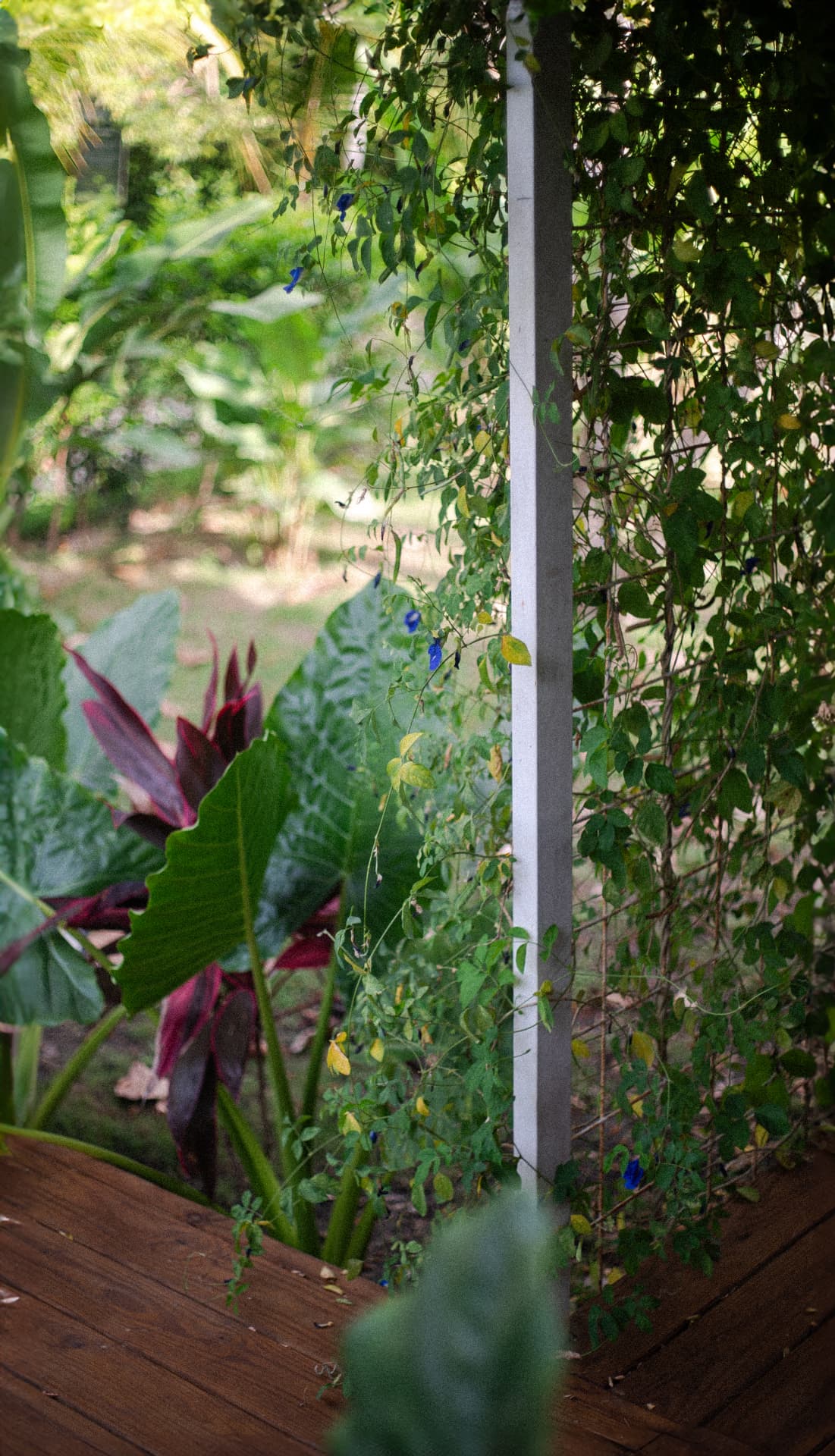 Jardín tropical junto a la terraza de la Casa 1